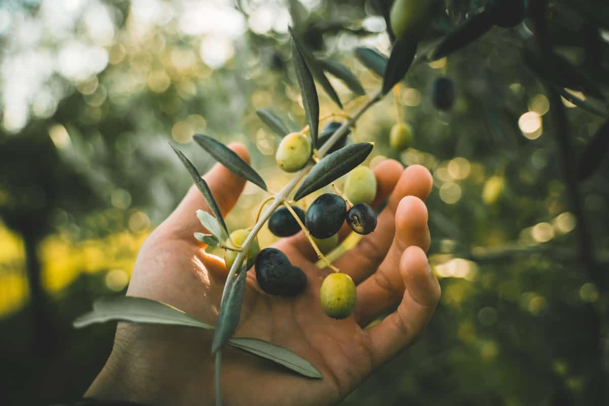 Hand picking green and black olives on the branch tree.