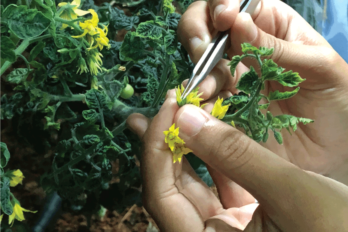 Hand pollination tomato