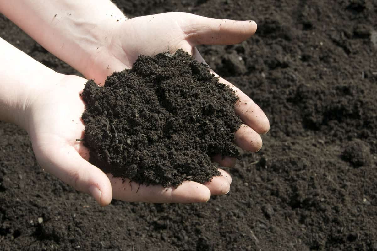 Hands holding a pile of soil above the ground