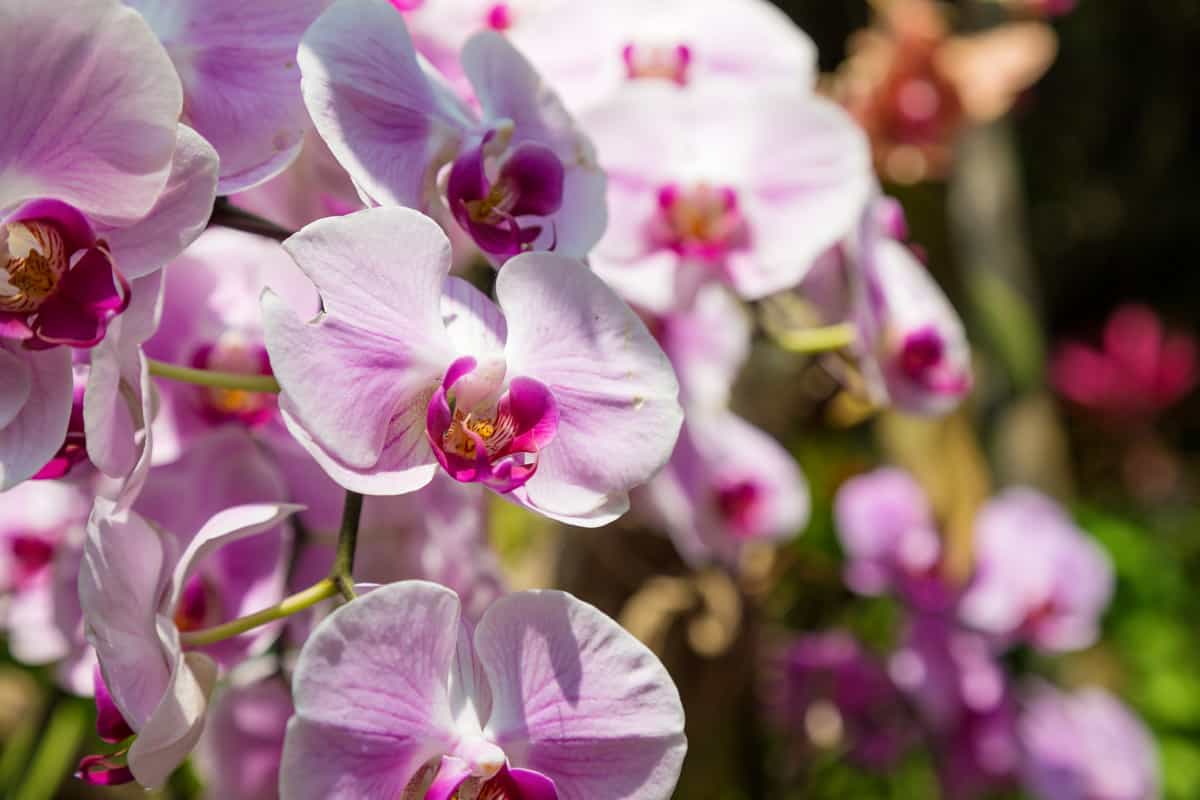 Healthy purple-colored orchids blooming at the garden
