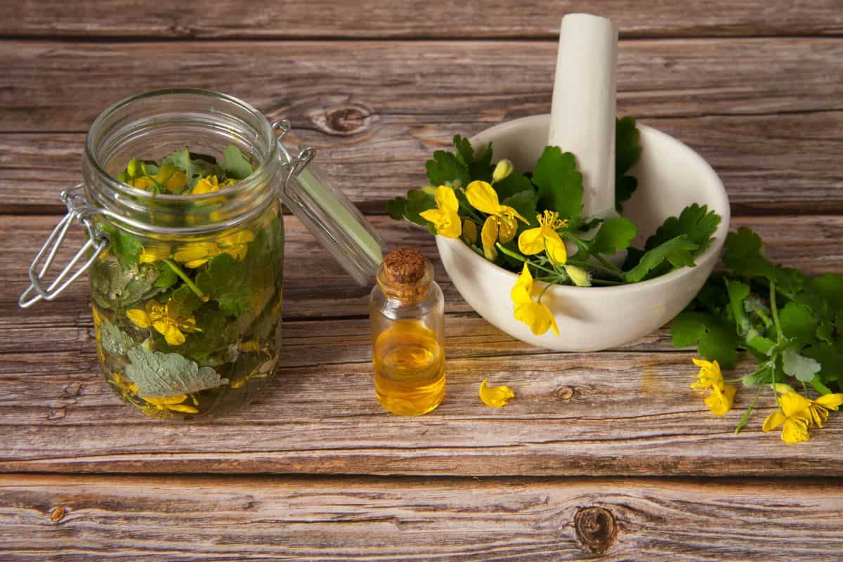 Herbal Alternative medicine. Alcohol tincture and celandine juice for treatment. Celandine leaves in a mortar and ready-made tincture in a glass jar on a wooden background. Selective focus. 