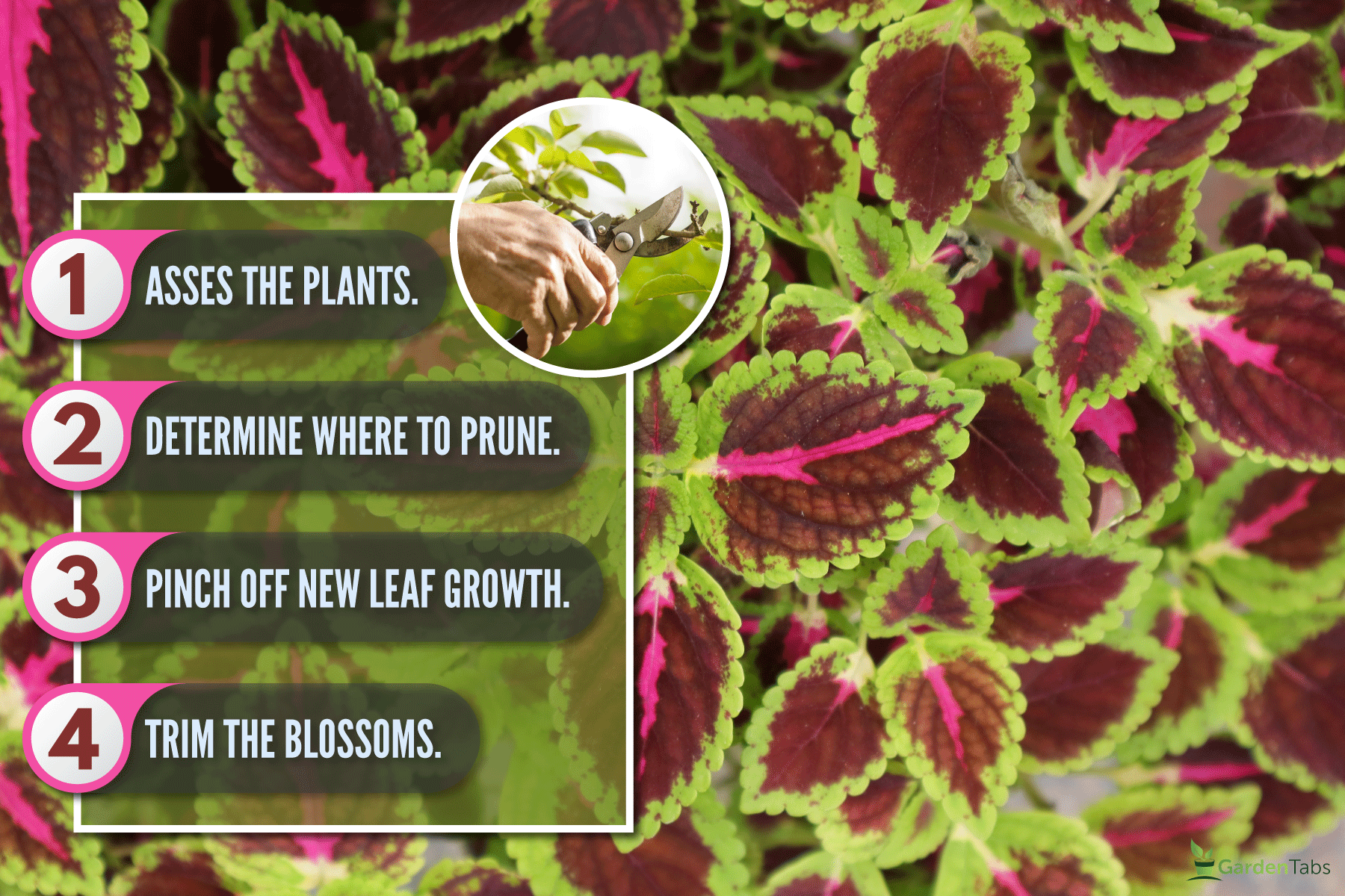 variegated leaves painted nettle garden coleus, How To Make Coleus Bushy [Step By Step Guide]