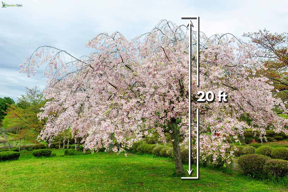 How fast do weeping cherry trees grow
