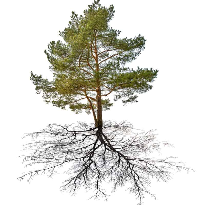 Illustration of a Conifer trees roots spreading on a white background