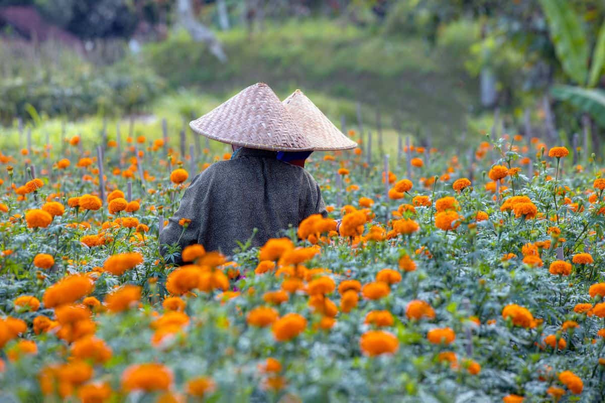 Woman wearing traditional cone hat collects orange Marigold flowers in beautiful garden