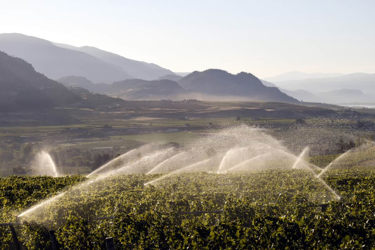 Irrigation sprinkler in organic vineyard located in Osoyoos, British Columbia, Canada.