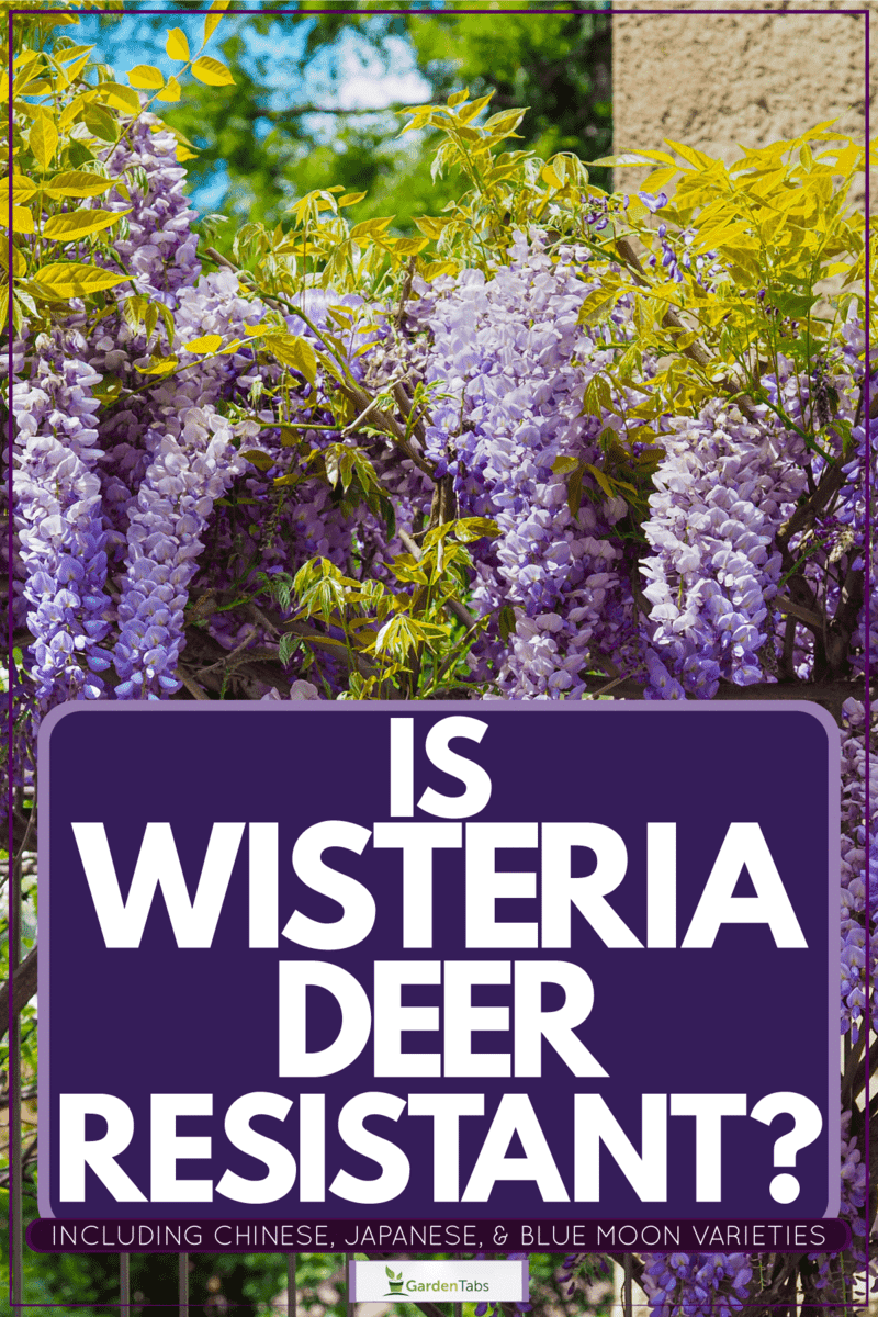 Gorgeous blooming purple colored Wisteria flowers on a bright day, Is Wisteria Deer Resistant? [Inc. Chinese, Japanese, & Blue Moon Varieties]