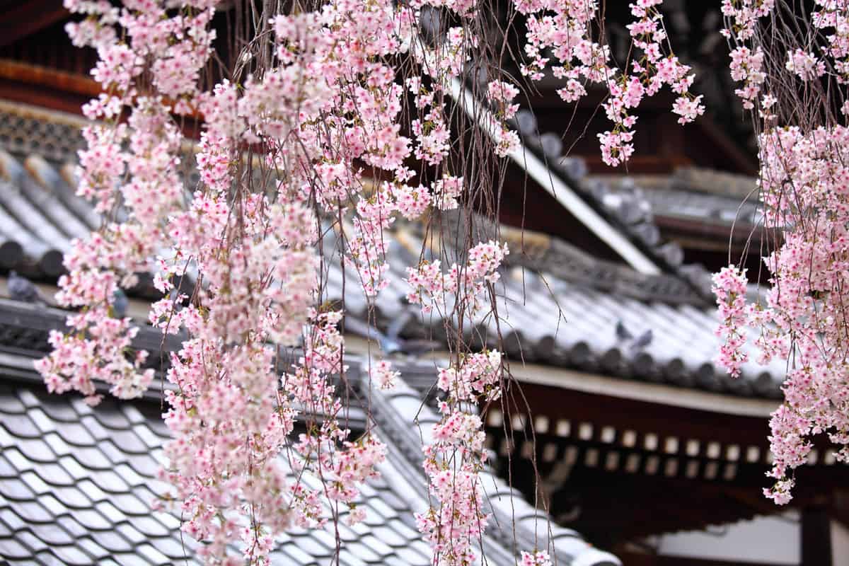 Japanese temple with weeping sakura 