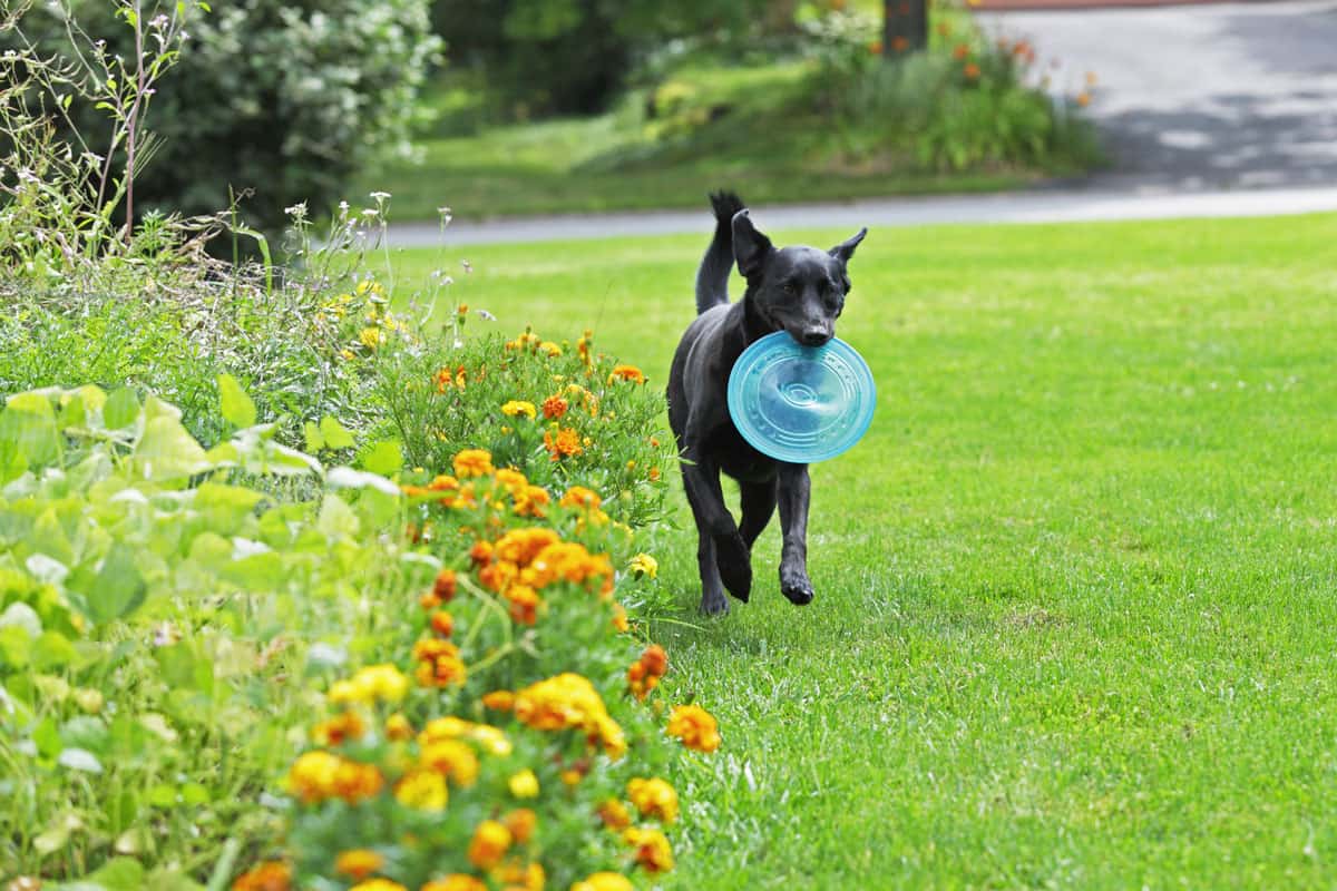 Labrador retriever fetching frisbee