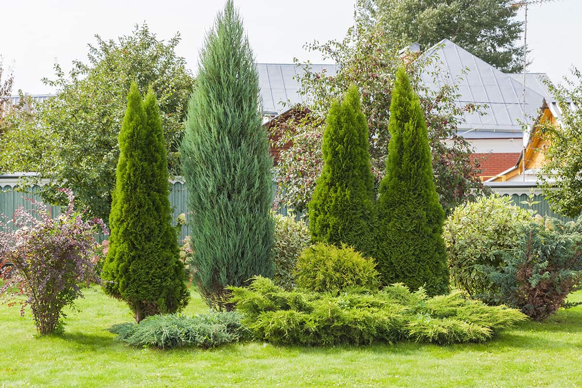 Landscaping conifers