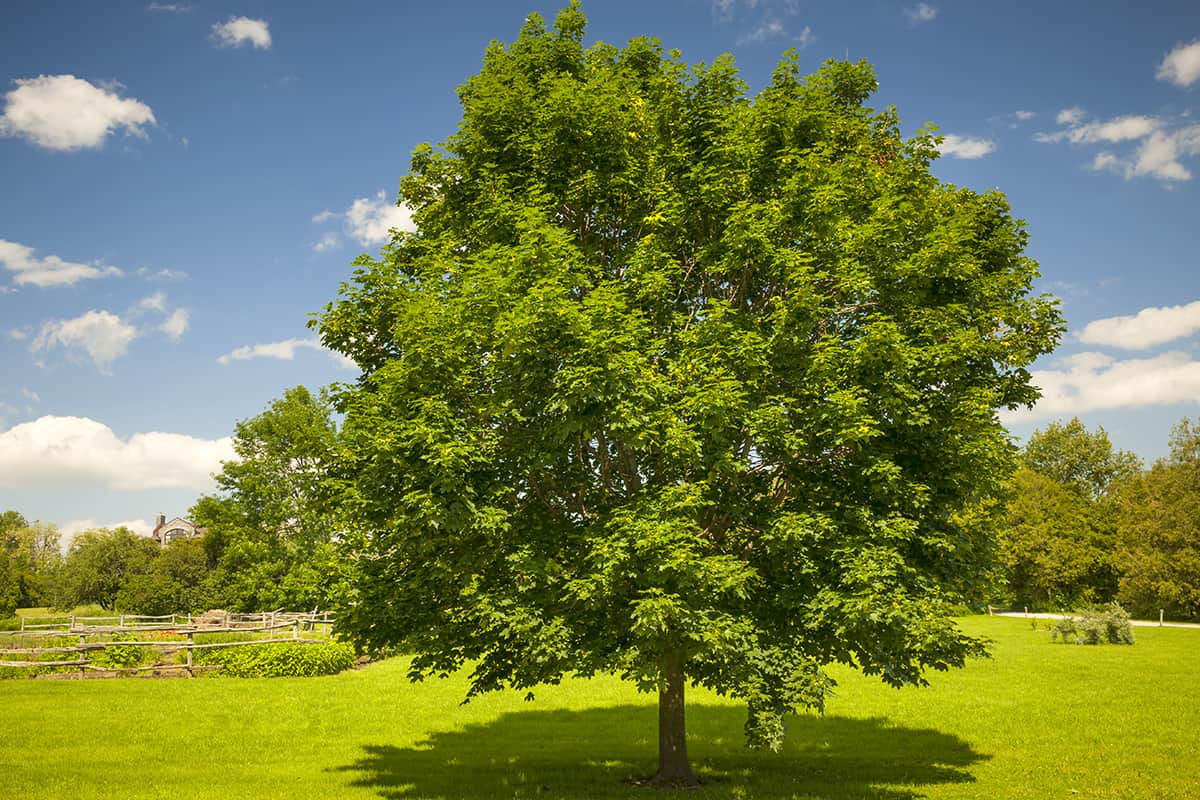 Large single maple tree on sunny summer day in green field