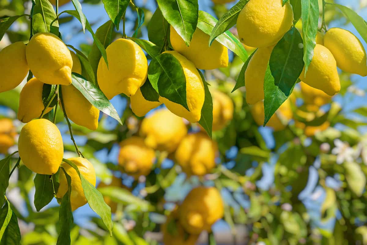 Lemon garden ready for harvest