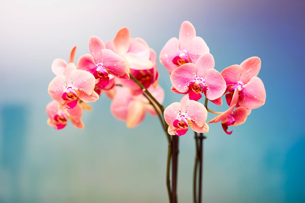 Light, pink-colored orchids with water droplets on the petals