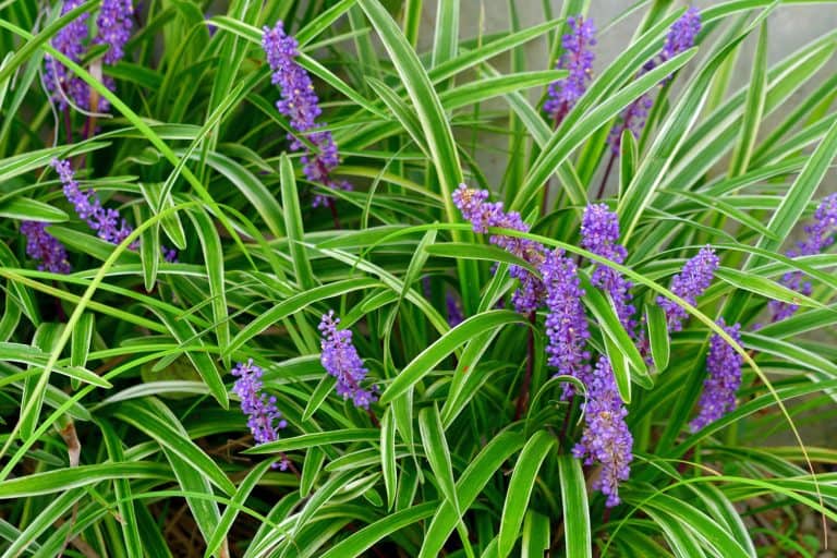 Liriope muscari, commonly called lily turf, blue lily turf, monkey grass or border grass,
