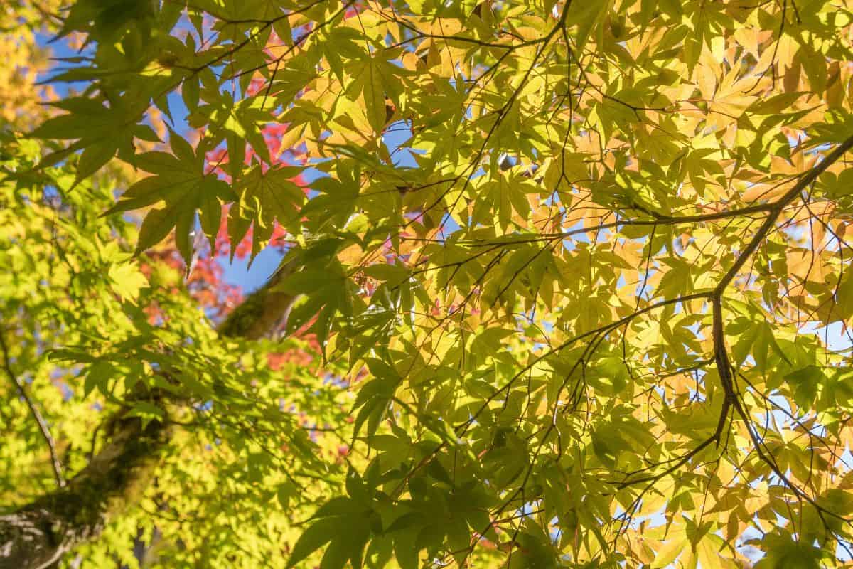 Looking up to the beautiful autumn colours of maple leaves at the Silver Pavillion 