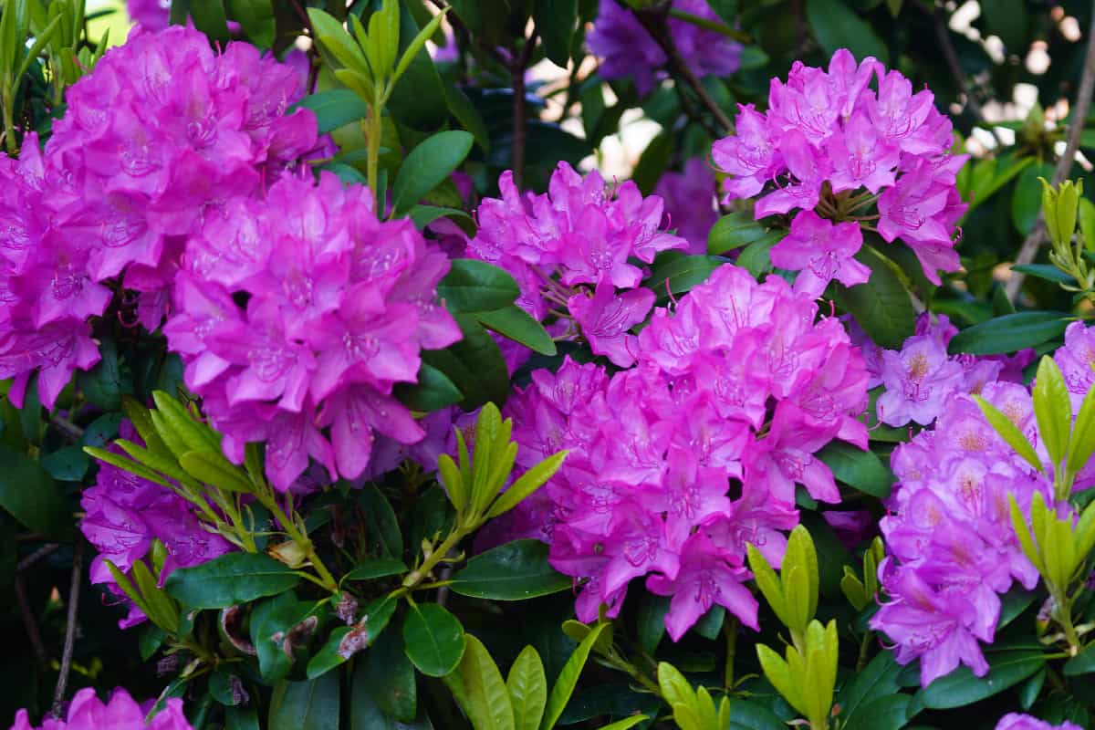 Lovely purple rhododendron bush