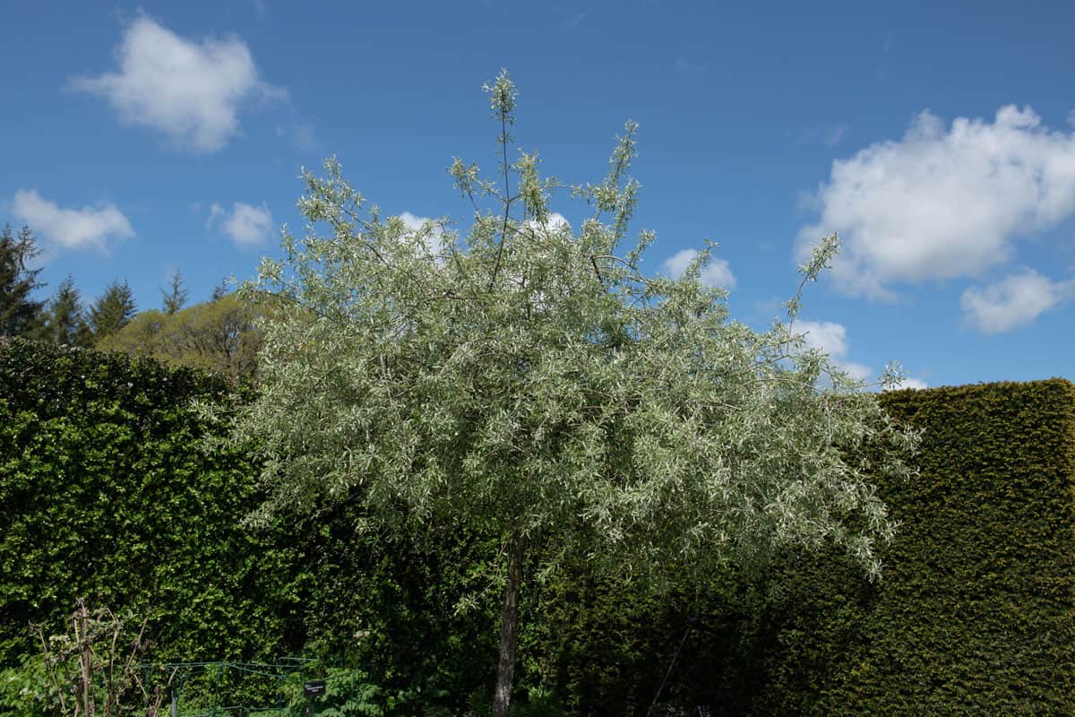 Lush Spring Green Leaves on a Deciduous Pendulous Willow Leaved or Weeping Silver Pear Tree