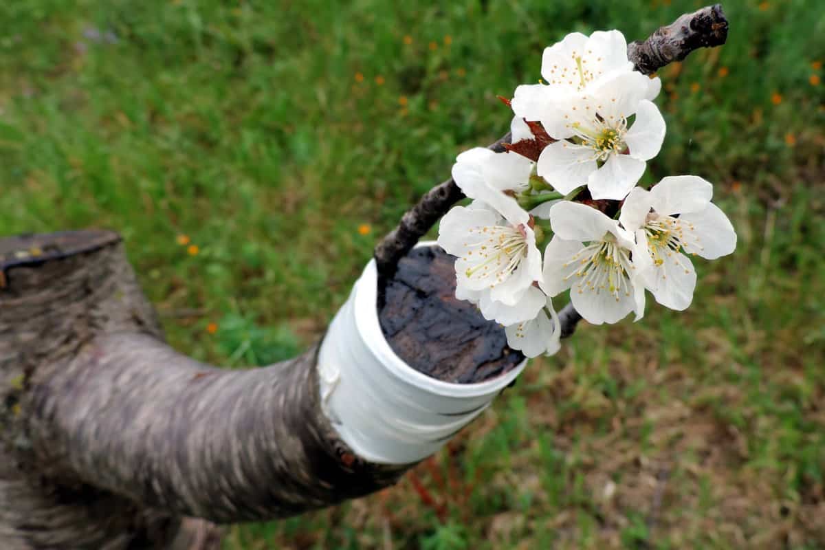 Macro photo of a successful graft in the branch of a cherry tree. Blooming flowers 