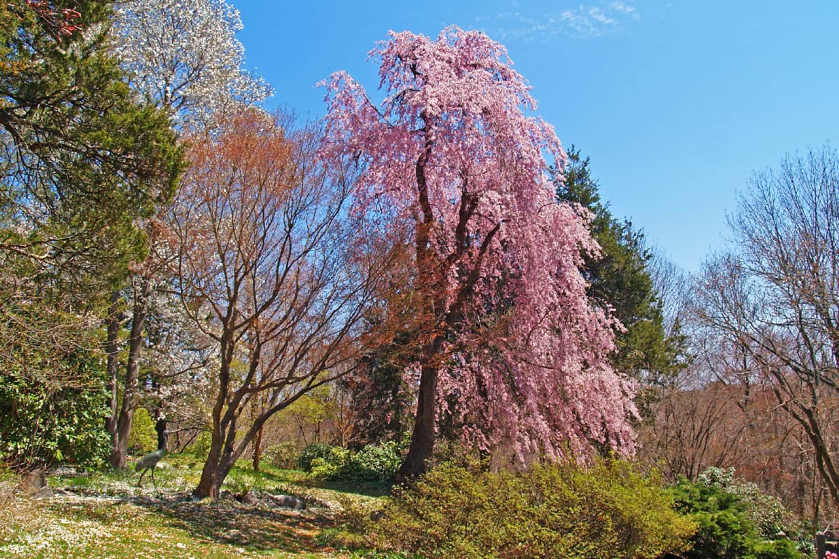 Magnificent cherry tree in bloom