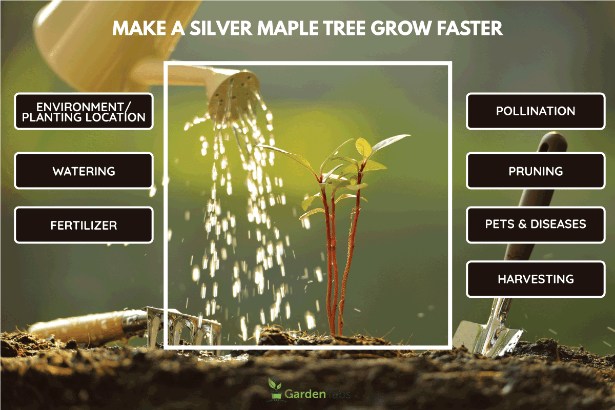 Make A Silver Maple Tree Grow Faster. How Long Do Silver Maples Live