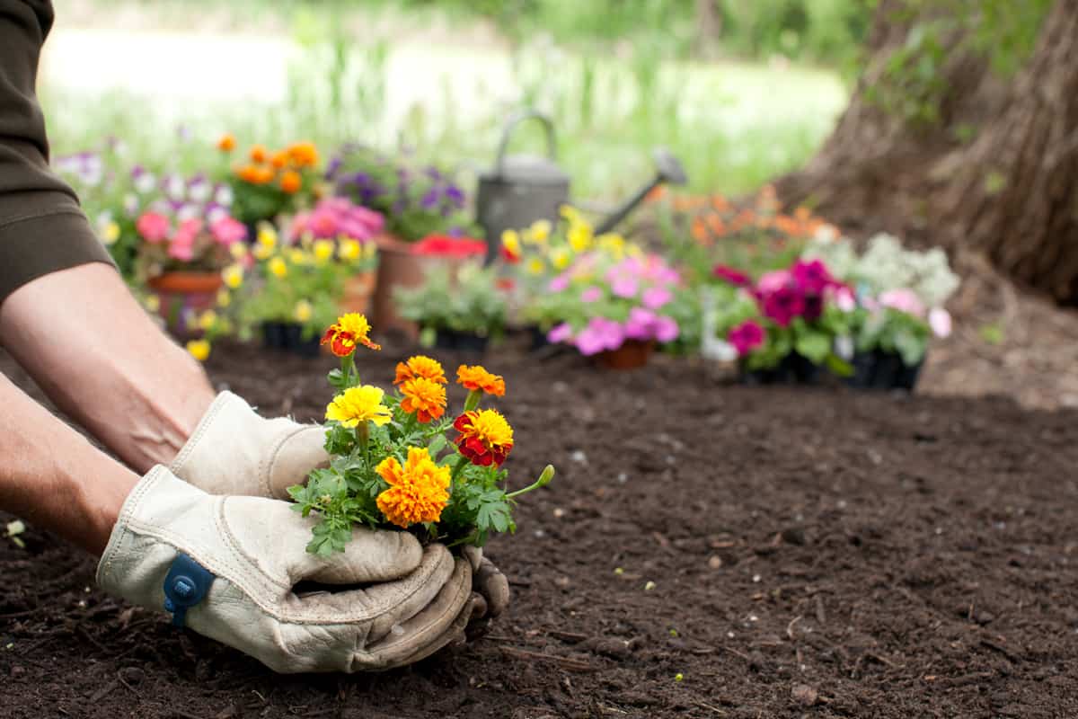 Man gardening holding marigold flowers in his hands with copy space