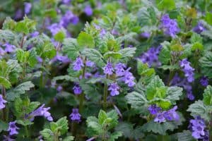 What Is The Best Creeping Charlie Glechoma hederacea flowers and plants, Herbicide For Creeping Charlie [That Won't Harm Grass]