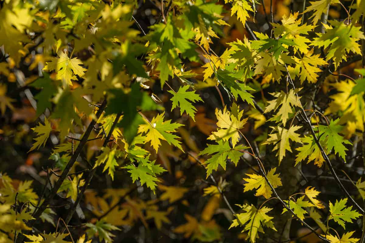 Maple Acer saccharinum with golden and green leaves against sun.