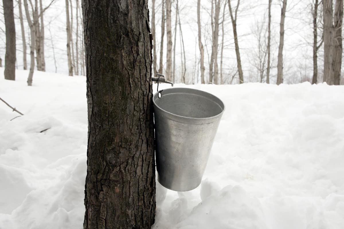 Maple syrup sap collecting