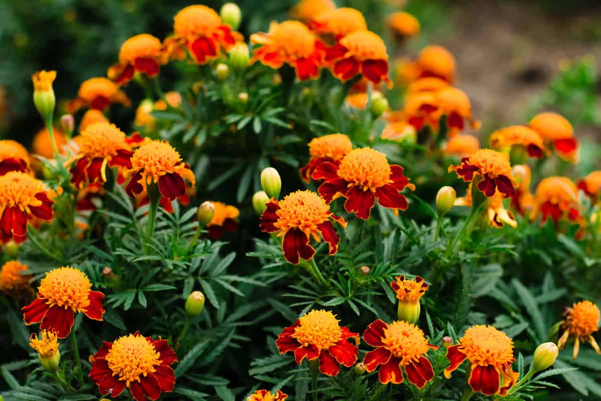 Marigolds flowering shrubs of garden plants with strong-smelling orange flowers