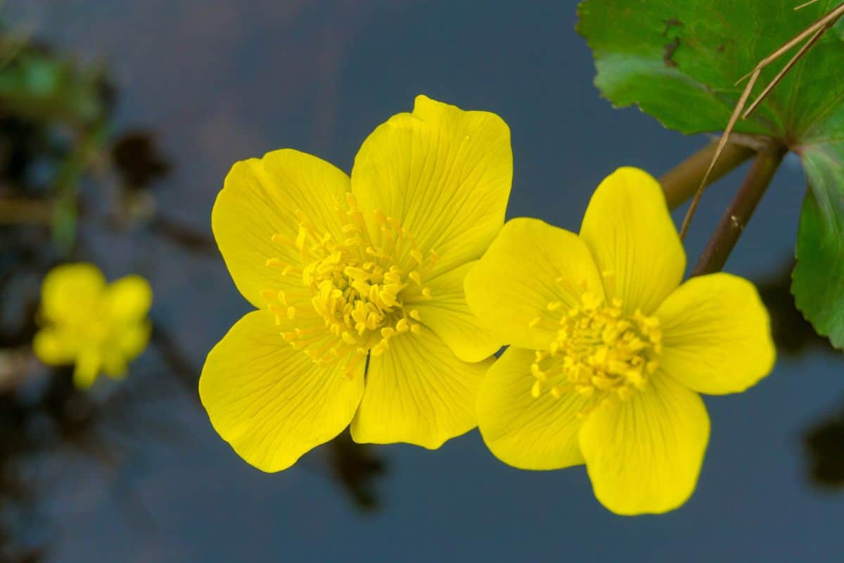 Marsh-marigold is a medium size plant native to marshes, fens and wet woodland in temperate regions of the Northern Hemisphere. It flowers between April and August, dependent on altitude and latitude.