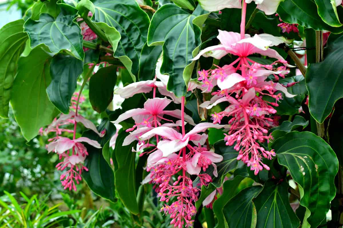Medinilla magnifica is a tropical shrub that bears drooping clusters of rosy pink flowers