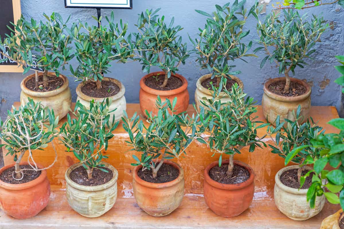 Mediterranean Olive Tree Plants in Ceramic Pots.