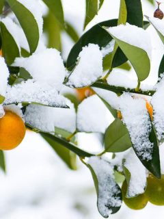 Mini citrus orange fruit and leaves covered with snow, Cold Hardy Citrus For Zone 6? [5 Suggestions For Your Landscaping]