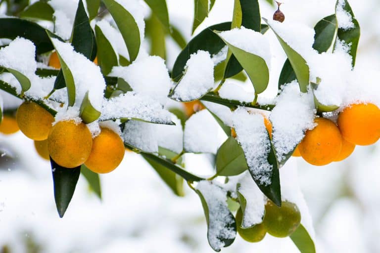 Mini citrus orange fruit and leaves covered with snow, Cold Hardy Citrus For Zone 6? [5 Suggestions For Your Landscaping]