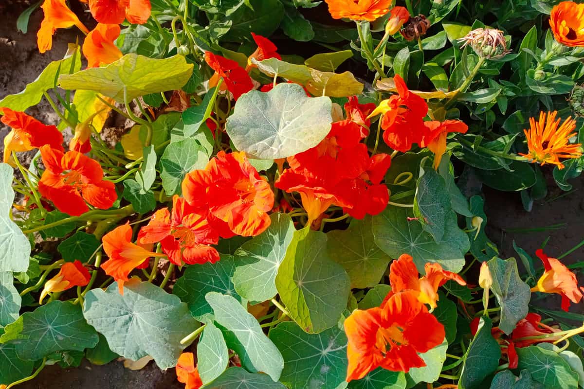 Nasturtium plant in the garden has the ability to improve the immune system