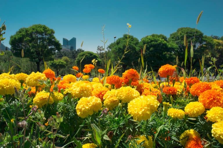 An orange and yellow Marigold flowers in public park, Which Marigolds Are Not Edible/Toxic? [Comprehensive Guide]