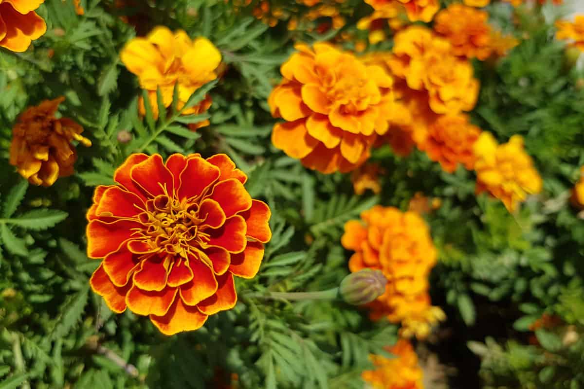 Orange floral marigold