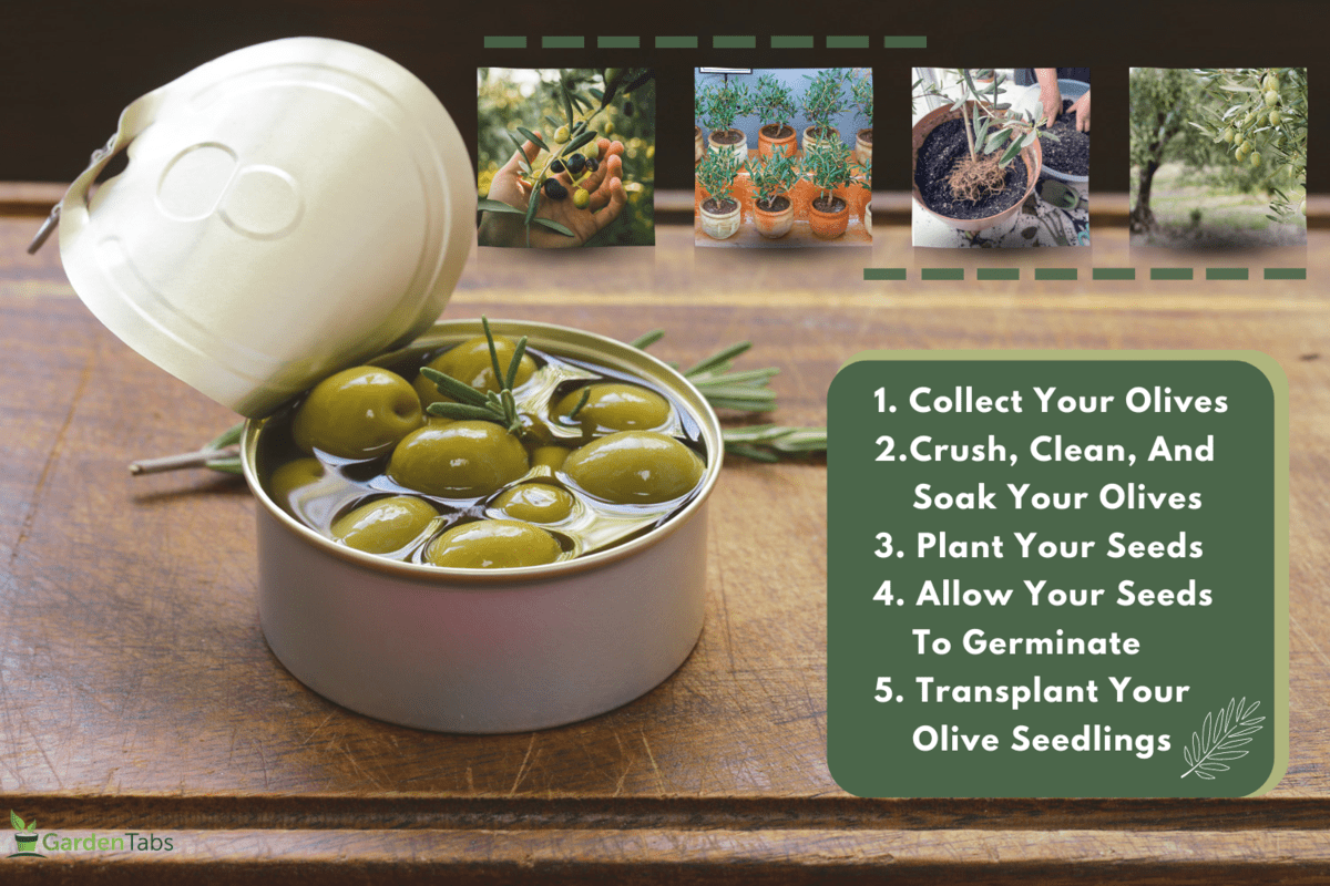 Organic canned green olives on a wooden table, Can You Grow Olives From Store-Bought Olives?