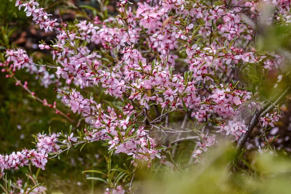 Pink Almond bush photographed blooming at the garden