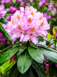 Pacific rhododendron blooming time at the park, Is Tomato Feed Good For Rhododendrons?