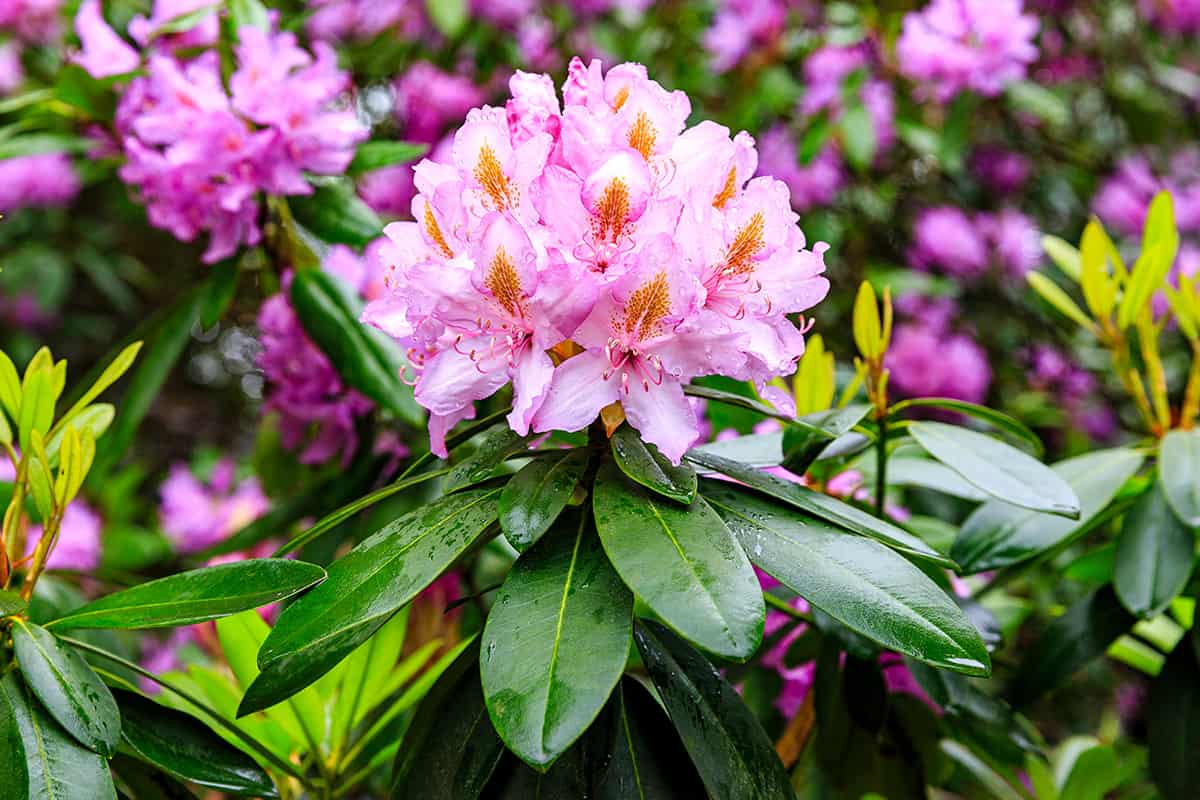 Pacific rhododendron blooming time at the park, Is Tomato Feed Good For Rhododendrons?