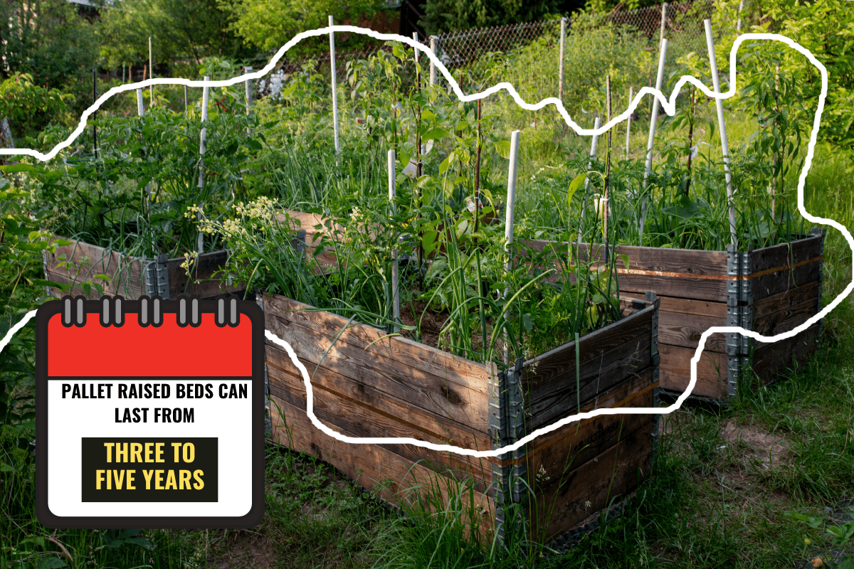 Pallet collar self made raised beds in parmacultural garden, How Long Do Pallet Raised Beds Last? [With Tips To Make Them Last Longer!]