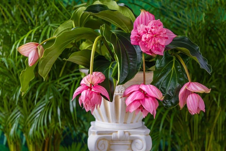 Pink flower medinilla magnifica on marble stand column, My Medinilla Is Dropping Leaves - Why? What To Do?