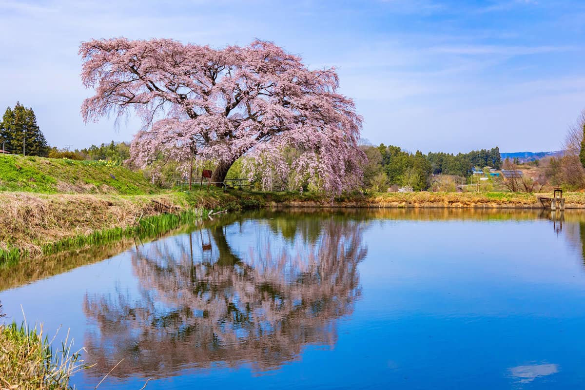 Pink weeping cherry tree reflected in the pond 