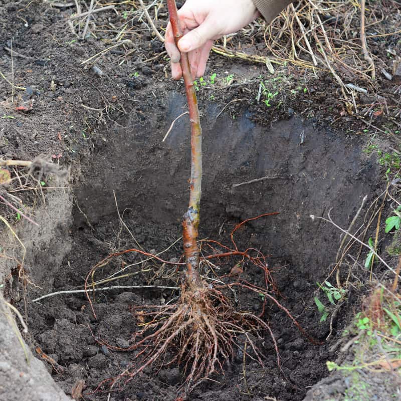 Placing the fruit tree with spread roots in the center of a planting hole.