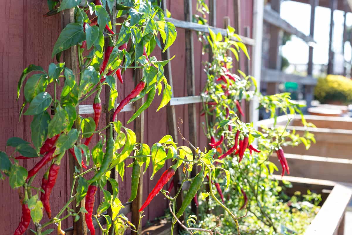 Planting chili on a trellis
