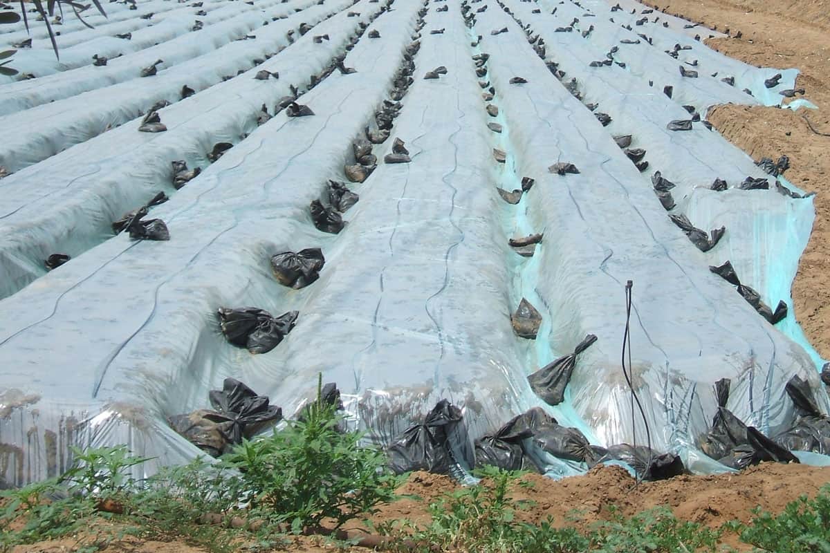 Plastic sheets covering cultivated fields