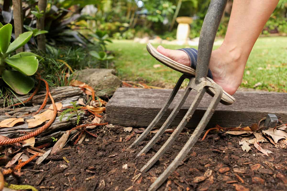 Preparing the garden bed for planting with a fork. Spring garden chores and jobs