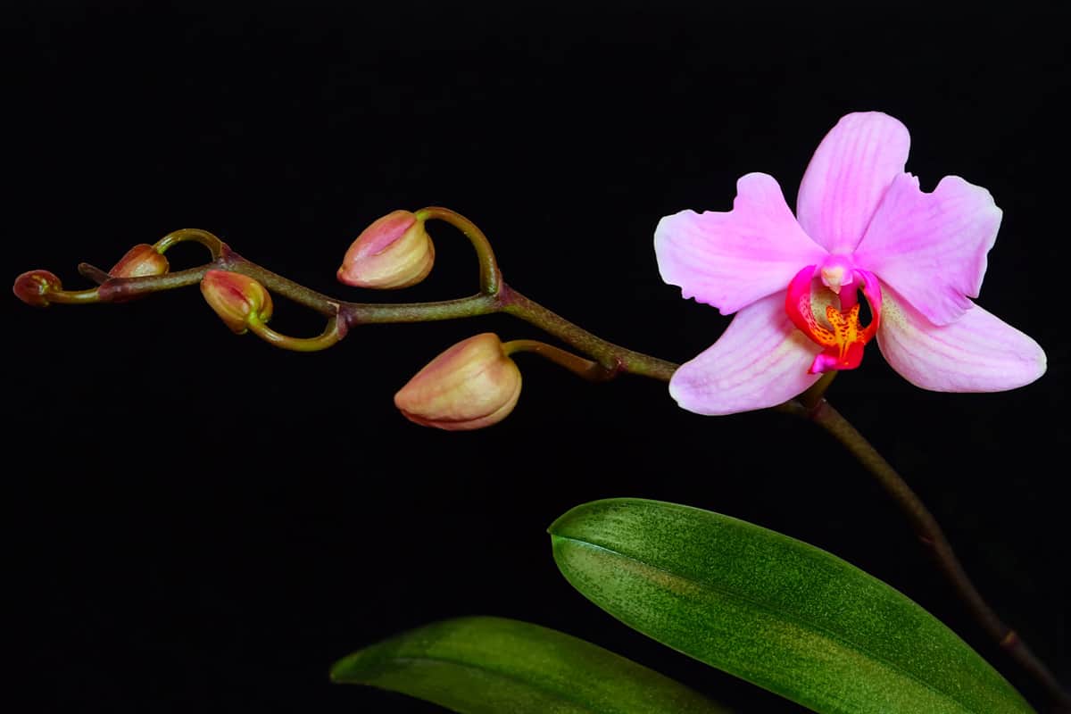 Purple orchids and close orchid buds photographed up close