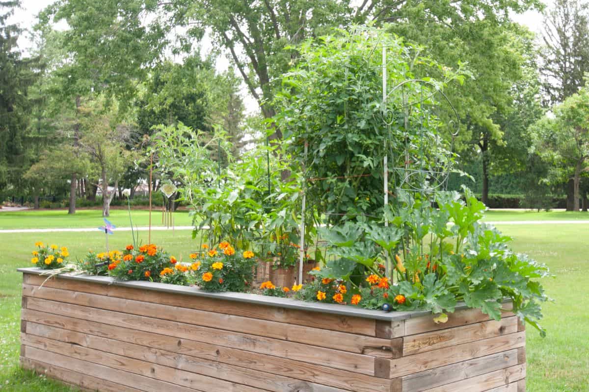 Raised garden bed planted with vegetables and flowers